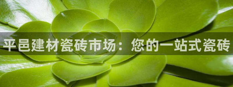 杏鑫招商总代