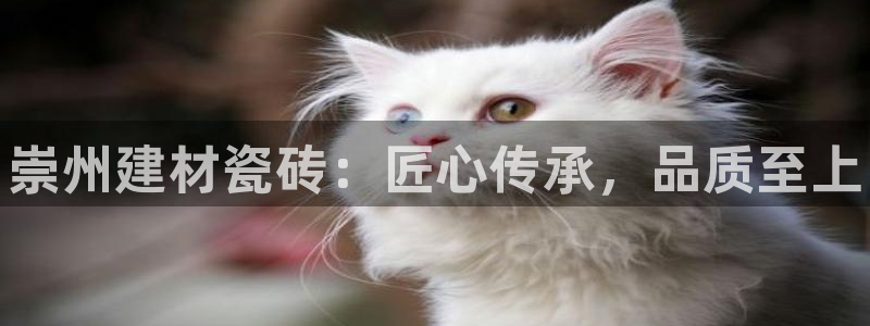 杏鑫平台代理怎么样啊